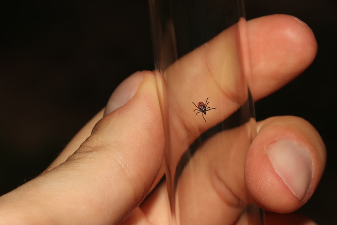 Photo Spider, Tattoo